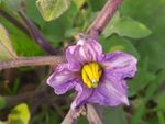Purple Peddled Eggplant Flower