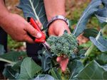 Gardener Cutting Off Broccoli From Plant