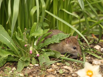 Rat Roaming Around Garden