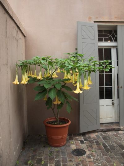 Potted Yellow Brugmansia Plant