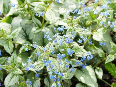 Blue Flowered Brunnera Siberian Bugloss Plant