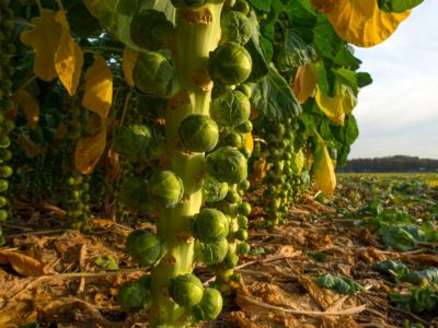 Brussel Sprout Crop
