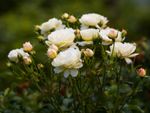 bush of white roses
