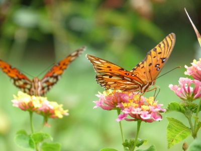 Two Orange Butterflies Sitting On Pink Flowers