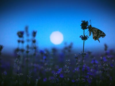 Moth On Flower In Blue Garden At Night