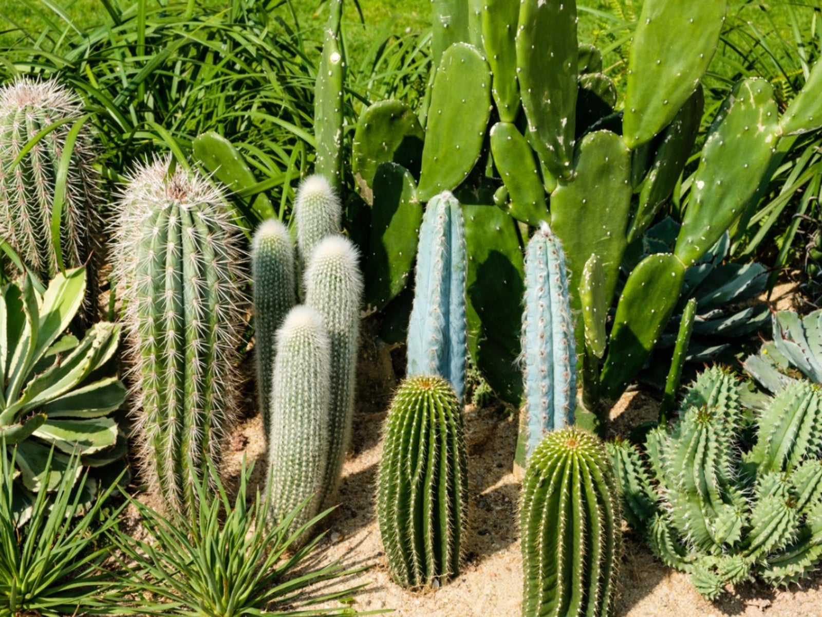 Types Of Cactus For The Garden - Using Cactus Landscaping