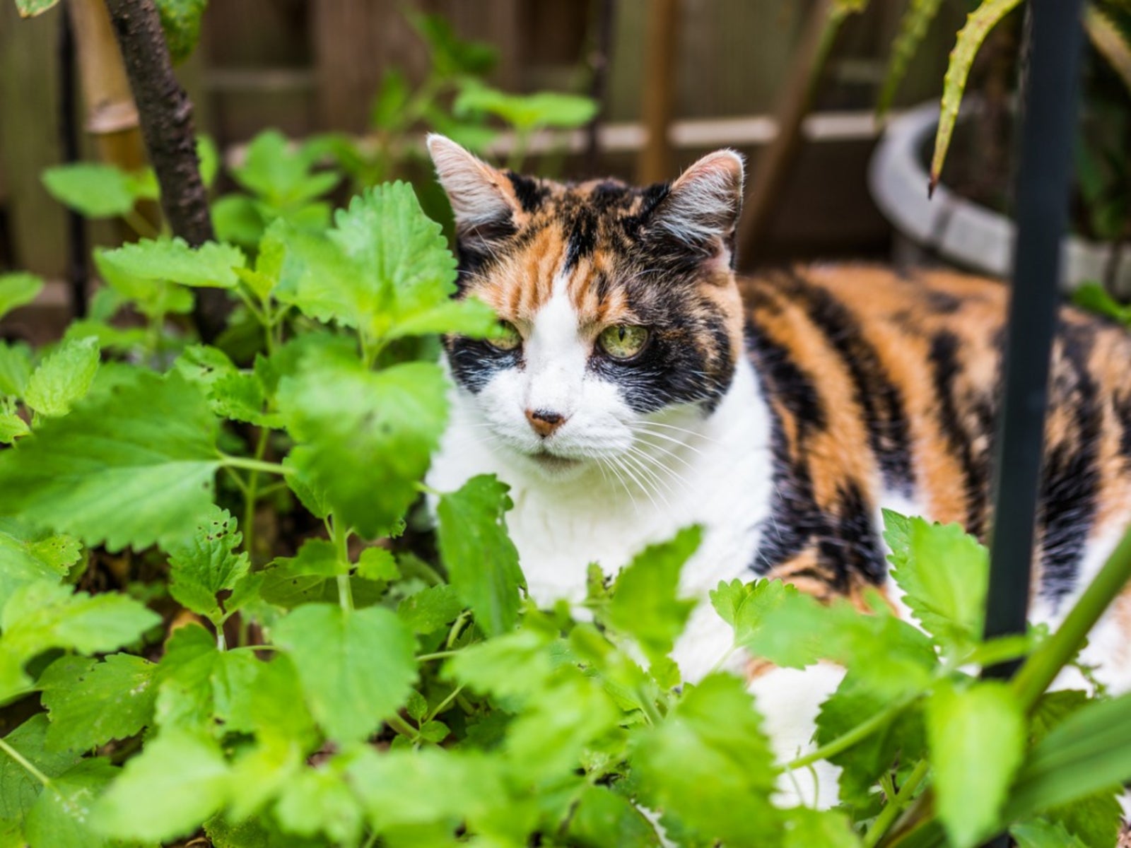 Kattenkruid planten in de tuin