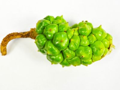 Bumpy Green Calla Lily Seed