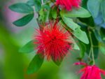Red Calliandra Fairy Duster Plant