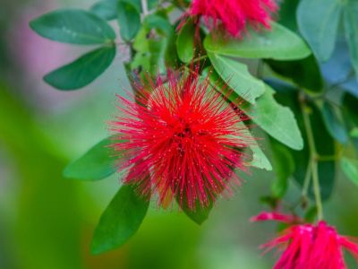 Red Calliandra Fairy Duster Plant