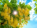 Yellow Flowered Cassia Tree