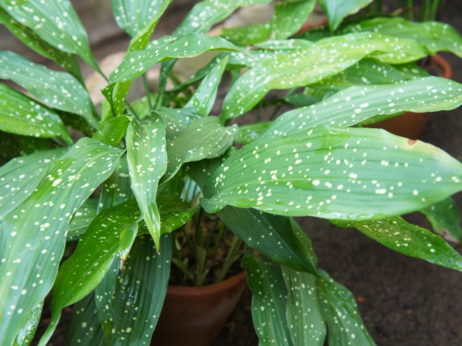 Cast Iron Plant Care   Tips For Growing Cast Iron Plants