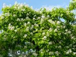 White Flowered  Green Leaved Catalpa Tree