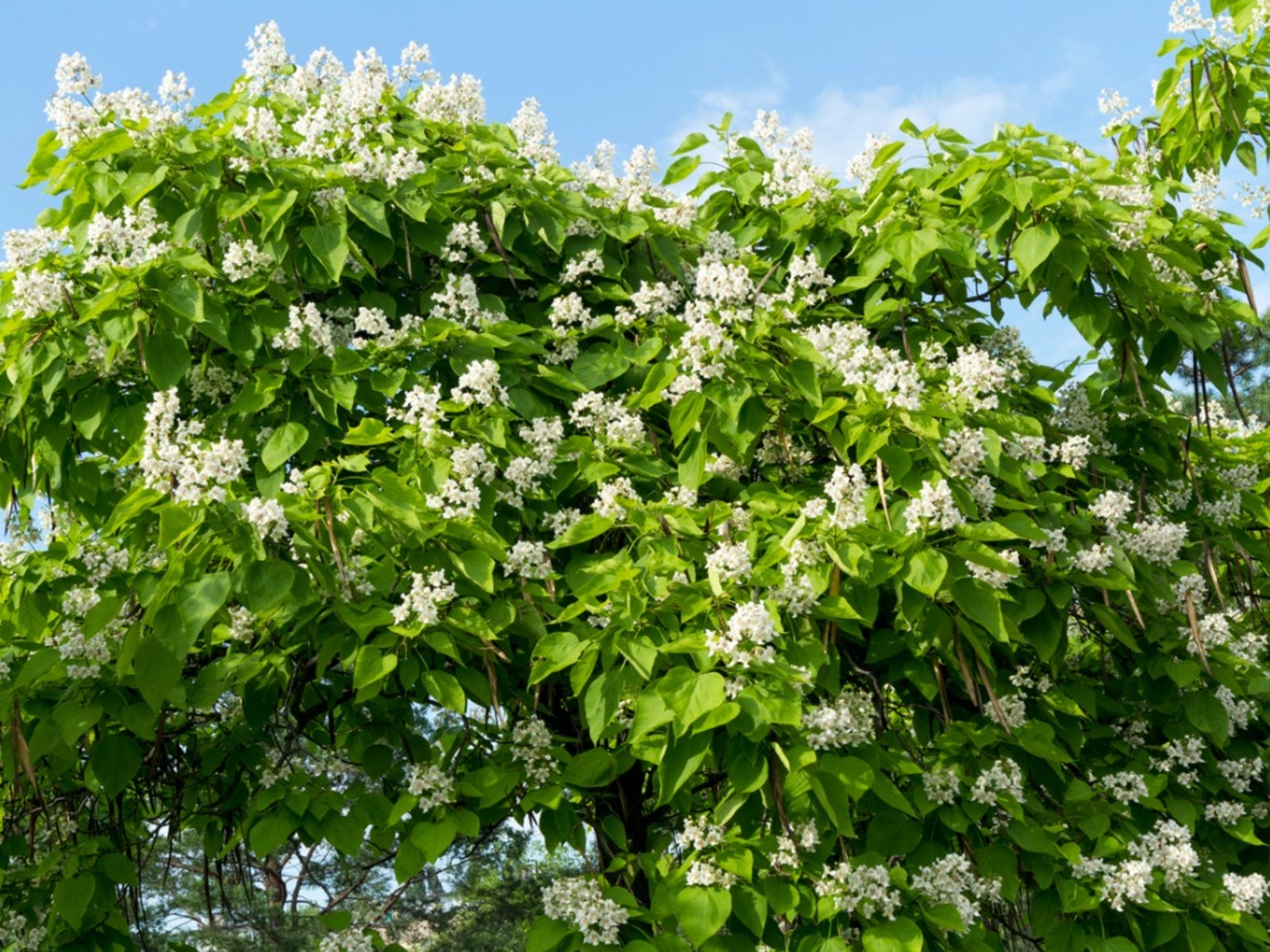 what is a catalpa tree - growing catalpa trees in the landscape