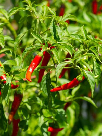 How to care for a tabasco pepper plant