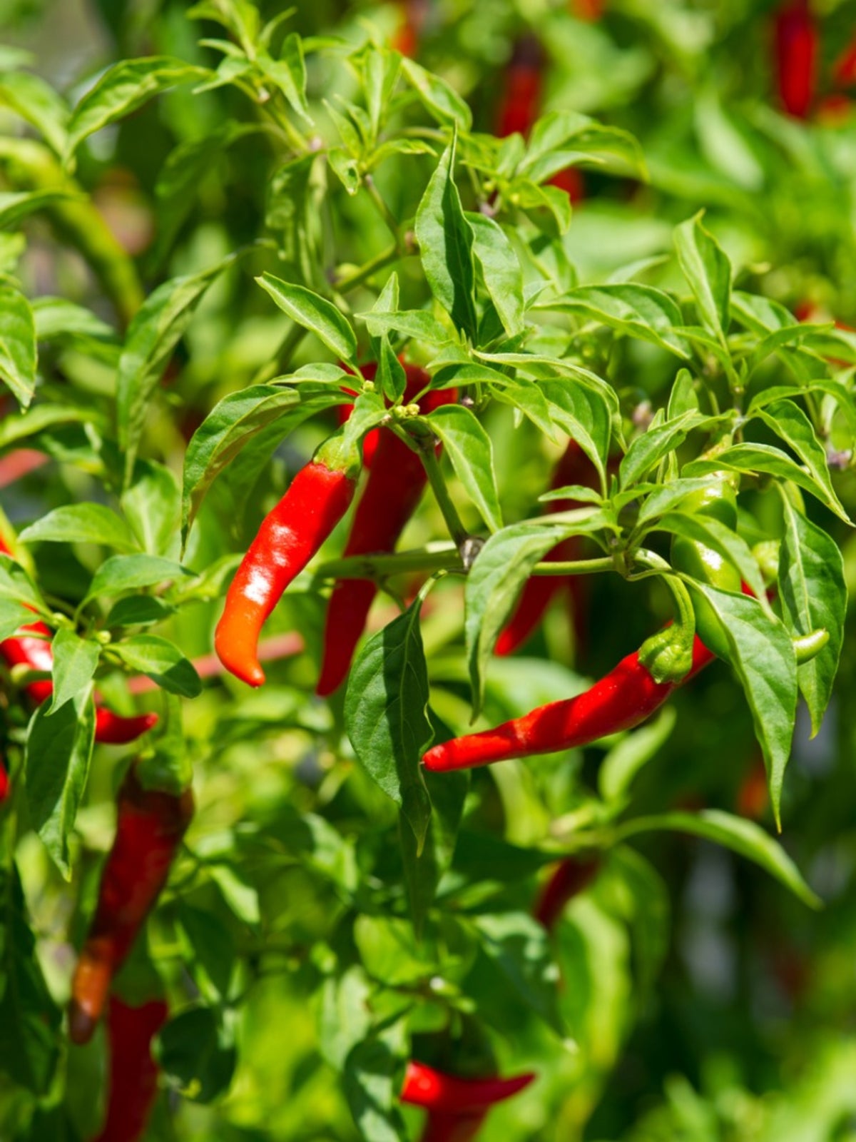 CHILLI CAYENNE LONG SLIM 10 Chili Seeds vegetable garden Pepper MEDIUM HOT SPICY