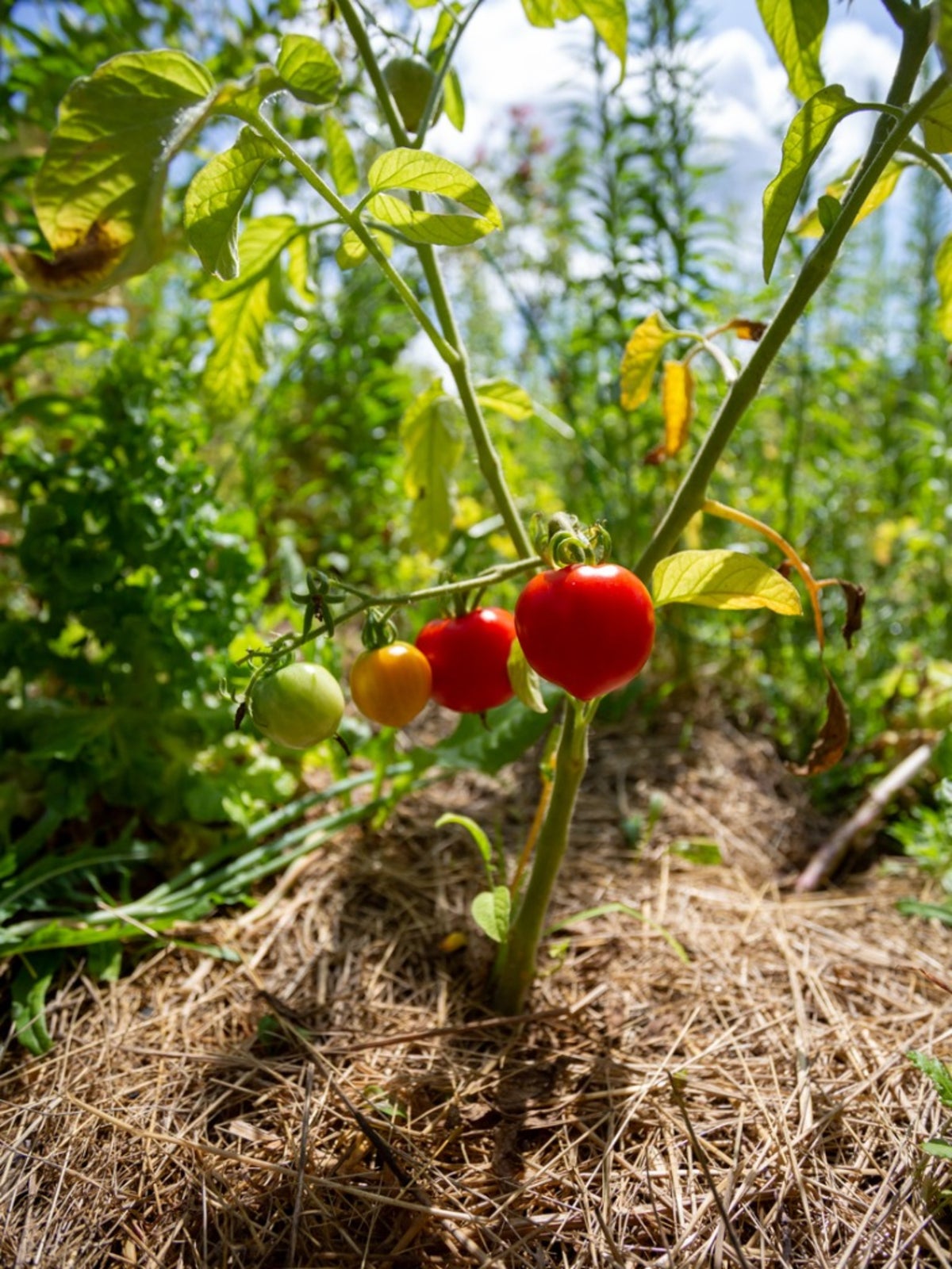 Image of Spreading mulch around tomato plants