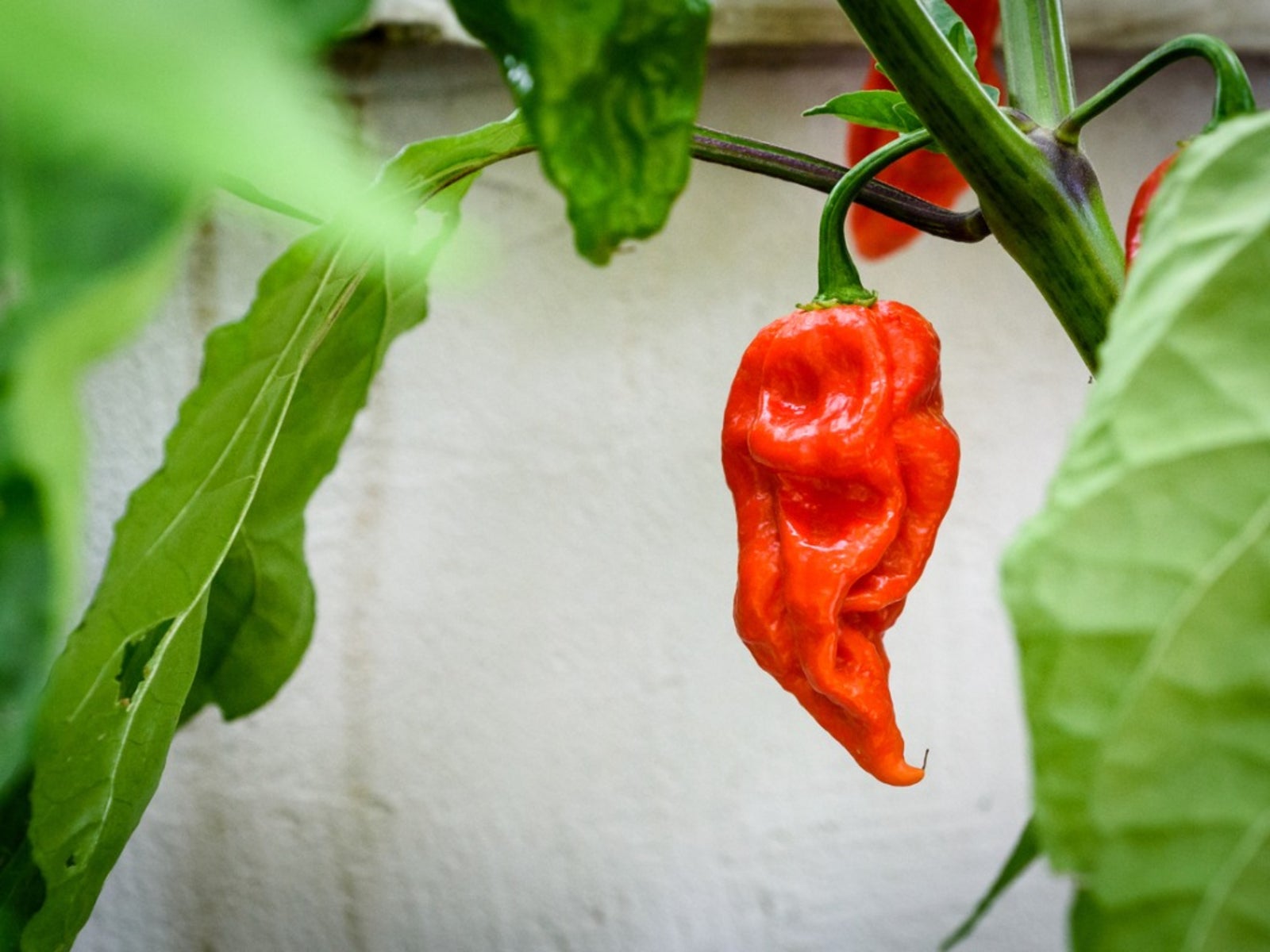 the ghost pepper is cultivated in what country