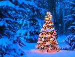 Colorfully Lit Up Christmas Tree In Snowy Landscape
