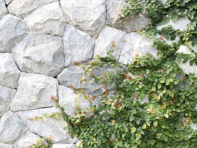 Creeping Fig Plant Creeping Up Rock Wall