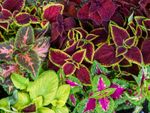 Multicolored Coleus Plants