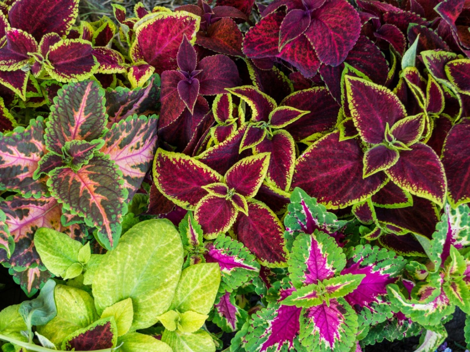 Coleus Propagation How To Plant Coleus Seed Or How To Root Coleus ...
