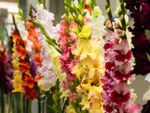 colorful gladioli