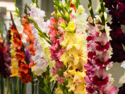 Multicolored Gladiolus Flowers