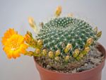 Rebutia Crown Cactus With Golden Flowers