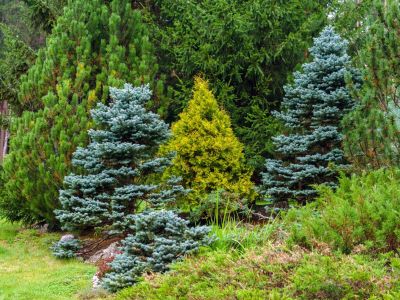 Growing A Conifer Garden Tips For, Conifer Garden Design Ideas