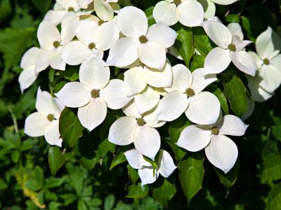 White Flowered Kousa Dogwood Plant