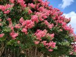 Pink Flowered Crepe Myrtle Tree