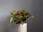 Indoor Potted Croton Plant