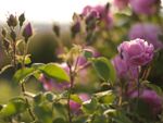 damask rose bush