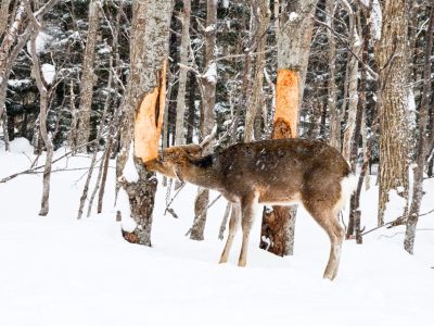 Deer Eating A Tree In The Forest Covered In Snow