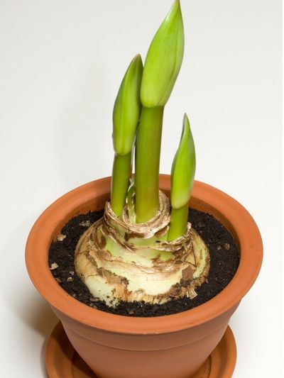 Potted Plant With Sprouting Seedlings