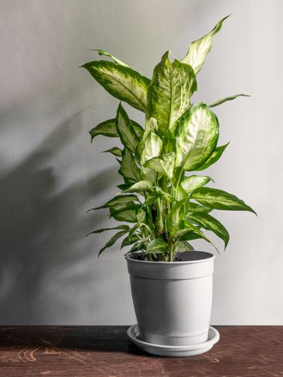 Types of Green Plants for Indoors 