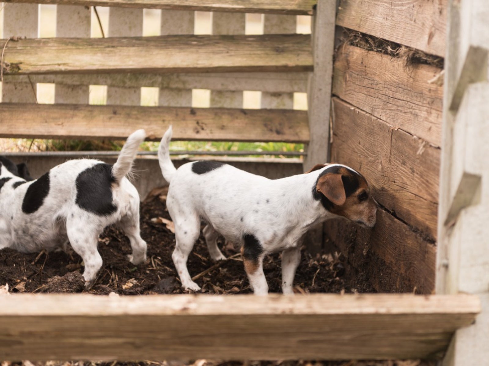 Pet Poop Composting - Can Dog Feces Go In Compost