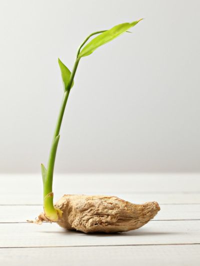 Ginger Plant Root With Seedling