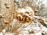 Dried Hydrangea Plant Covered In Snow