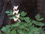 Dutchman's Breeches Plant With White Flowers