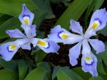 Purple Tinted Dwarf Iris Plants
