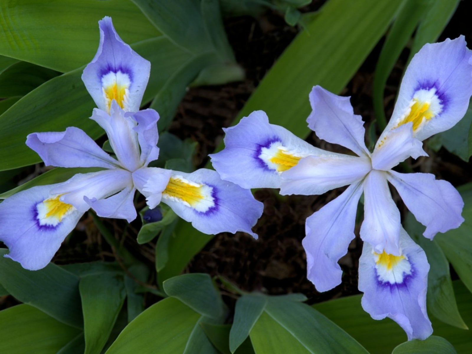 Miniature Irises In The Garden: Growing Crested Iris Plants