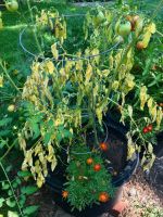 Potted Wilted Tomato Plants In The Garden