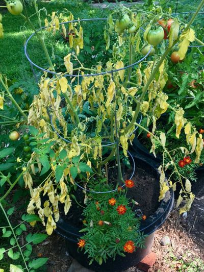 Potted Wilted Tomato Plants In The Garden