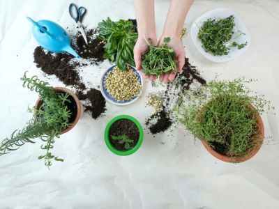 Hands Planting Plants In Containers With Soil