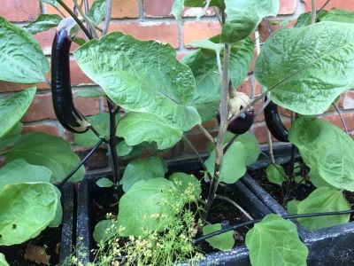 Eggplants Growing From Containers