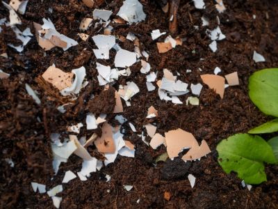 Crushed Up Eggshells In Soil