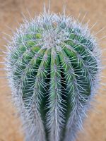 Pachycereus Elephant Cactus