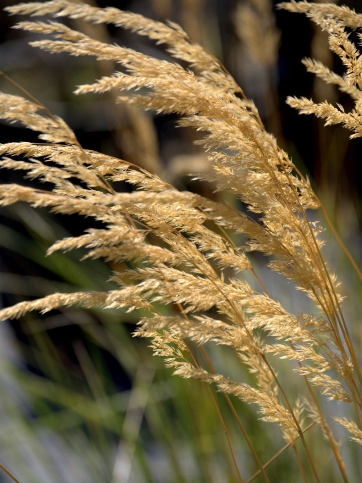 Feather Reed Grass Care - How To Grow Feather Reed Ornamental Grasses